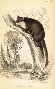 Federbeutler, Acrobates pygmaeus (Gravur)