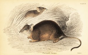 Mardo oder Gelbfuß-Ameisenbeutler, Antechinus flavipes, 1841 (Gravur)
