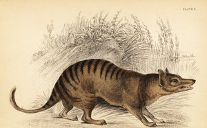 Tasmanischer Tiger, Thylacinus cynocephalus. Ausgestorben, 1841 (Gravur)