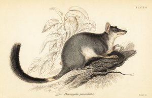 Tuan oder Gemeiner Wambenger, Phascogale tapoatafa, 1841 (Gravur)