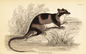 Wasserbeutelratte oder Yapok, Chironectes minimus (Stich) von Georges Robert Waterhouse