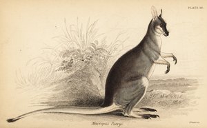 Peitschen-Känguru, Macropus parryi