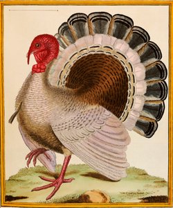 Ein Truthahn, aus "Histoire Nouvelles des Oiseaux", 1771-86