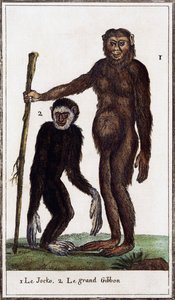 Jocko, Schimpanse oder Gibbon, Illustration aus Histoire naturelle von Georges de Buffon