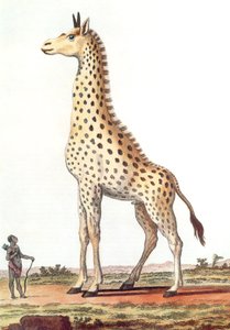 Zeichnung einer fantastischen männlichen Giraffe von Georges de Buffon