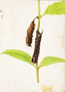 Gekräuselter toter Blatt nachahmender Sphinx-Raupe, frühes 20. Jahrhundert