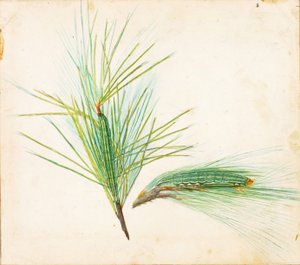 Kiefernbüschel-Raupe, frühes 20. Jahrhundert