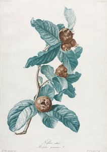 Kultivierte Mispel Mespilus germanica, um 1800