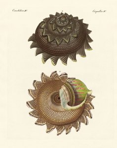 Eine seltene Molluskenschale der Südsee
