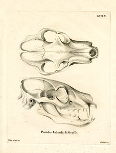 Aardwolf-Schädel von German School