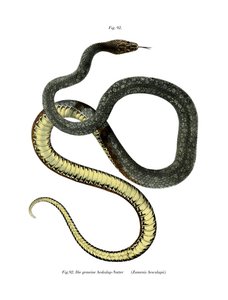 Äskulapnatter