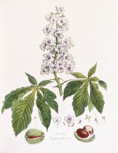Aesculus Hippocastanum von German School