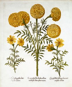 Afrikanische Ringelblume und Französische Ringelblumen, aus Hortus Eystettensis, von Basil Besler, veröffentlicht 1613 von German School