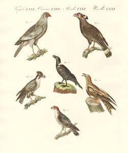 Afrikanische Vögel