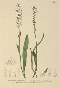 Alpen-Knöterich
