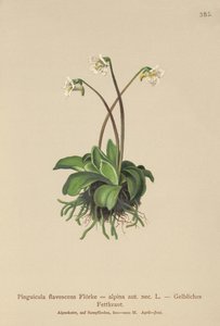 Alpen-Fettkraut (Pinguicula flavescens, Pinguicula alpina) von German School