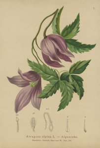 Alpen-Waldrebe (Atragene alpina, Clematis alpina)