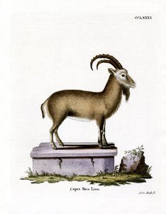 Alpensteinbock von German School