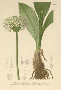 Alpenlauch (Allium victorialis, Allium victoriale, Cepa victorialis, Geboscon triphylum, Allium plantagineum, Allium anguinum)
