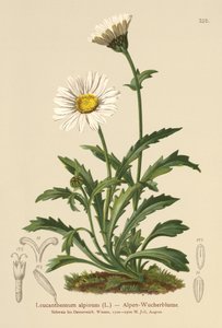 Alpen-Margerite von German School