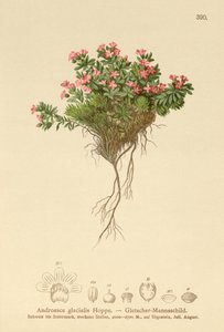 Alpen-Mannsschild (Androsace glacialis, Androsace alpina)