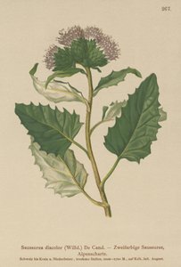 Alpen-Saussurea von German School