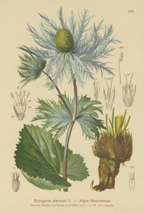 Alpen-Mannstreu (Eryngium alpinum)