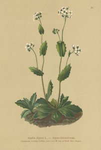 Alpen-Gänsekresse (Arabis alpina)