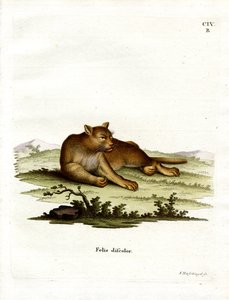 Amazonas-Puma