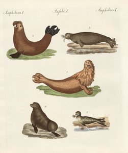 Amphibien