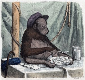 Ein gebildeter Orang-Utan isst Reis mit einem Löffel. In 