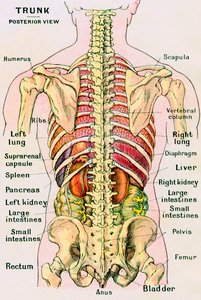 Anatomische Ansicht des menschlichen Torsos von German School
