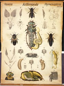 Anatomie der Apis, No.XXVII, Leuckarts Zoologische Wandtafel, 1877-98 von German School