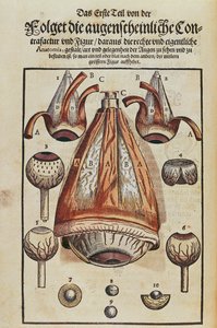 Anatomie des Auges, aus Ophthalmodouleia von Georg Bartisch (1535-1636) veröffentlicht in Dresden 1583 (Farbholzschnitt)