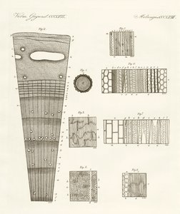 Anatomie des Holzes von German School