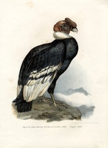 Andenkondor