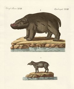 Tiere aus heißen Ländern von German School
