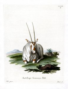 Arabische Oryx