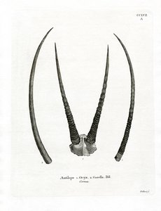 Arabische Oryx-Hörner von German School
