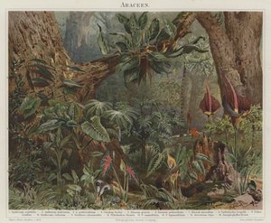 Araceae