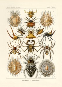 Arachnida