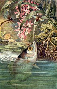 Schützenfisch, Tafel aus Brehms Tierleben: Allgemeine Kunde des Tierreichs, Bd. 8, S. 49, veröffentlicht vom Bibliographischen Institut, 1892 von German School