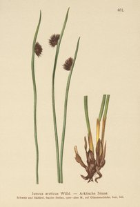 Arktische Binse (Juncus arcticus)