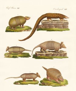 Gepanzerte Tiere