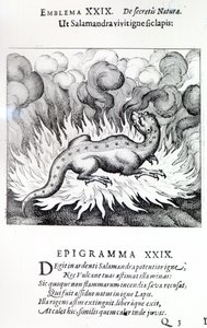Wie der Salamander im Feuer lebt, so auch der Stein, Emblem XXIX aus Atalanta fugiens von Michael Maier, 1617 von German School