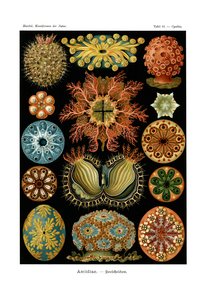 Ascidiae von German School