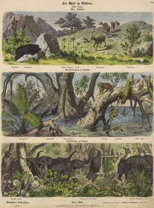 Asien: Bergtiere und Pflanzen; Überschwemmung in Ostindien; Elefantenfang in Ceylon von German School