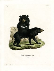 Asiatischer Schwarzbär von German School