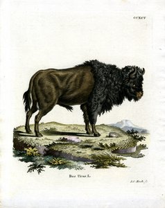 Auerochse
