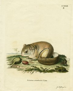 Australischer Zwerggleitbeutler von German School